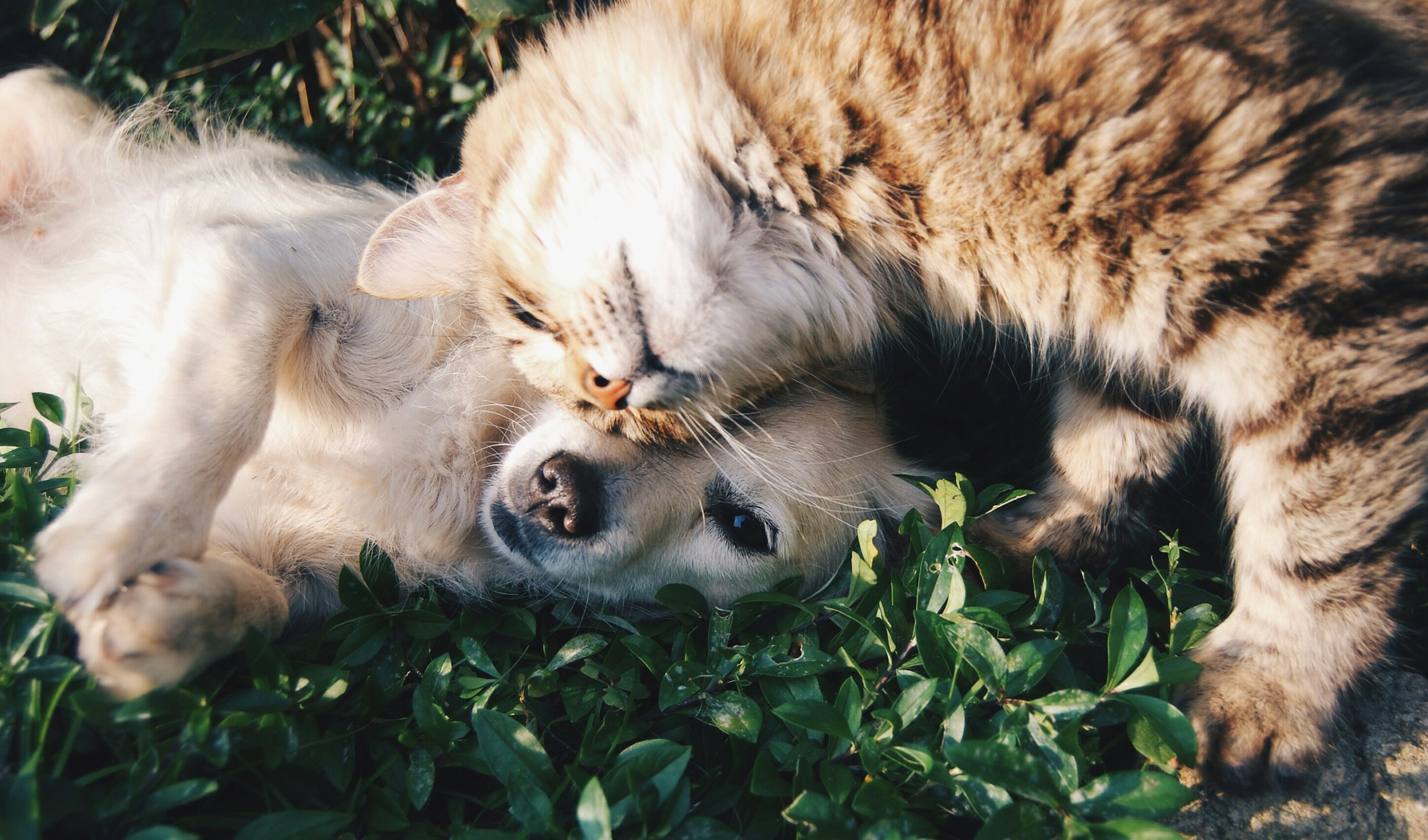 stat-image-dog-and-cat