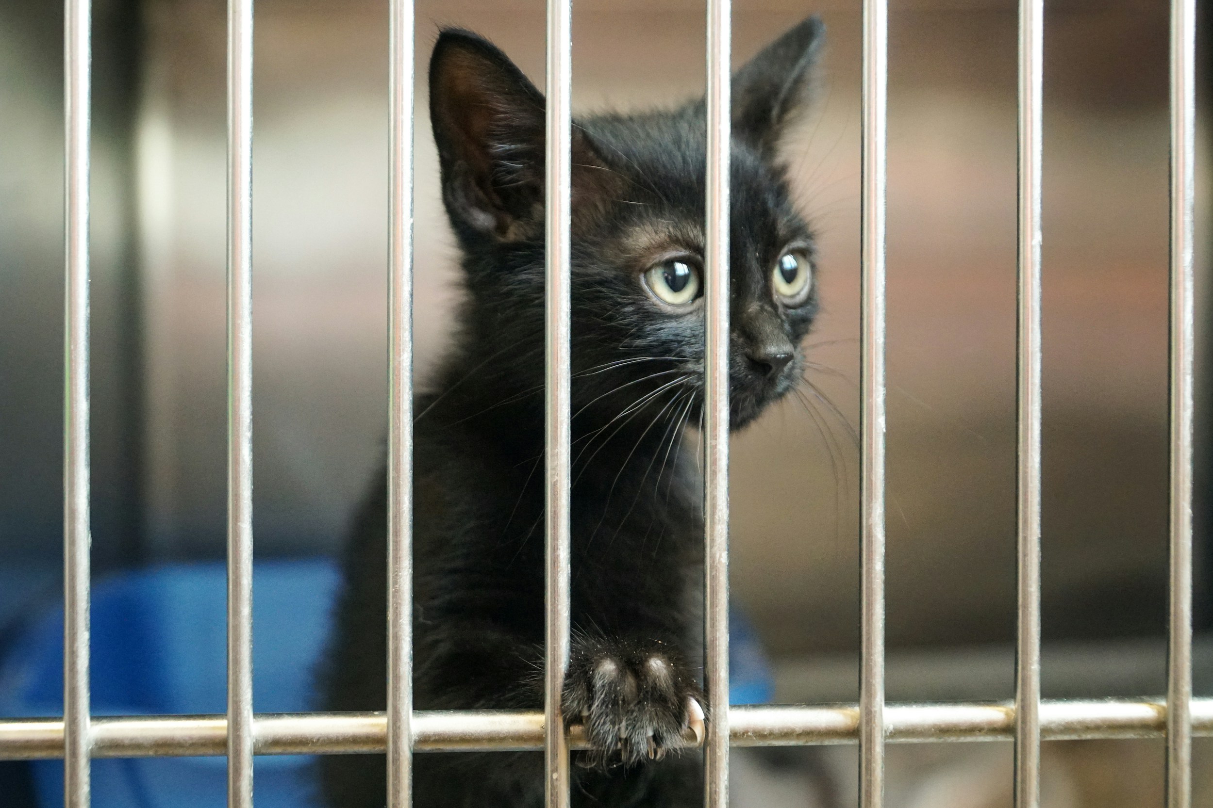 stat-image-cat-in-cage