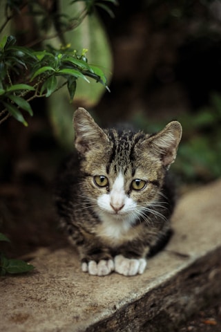 stat-image-cat2