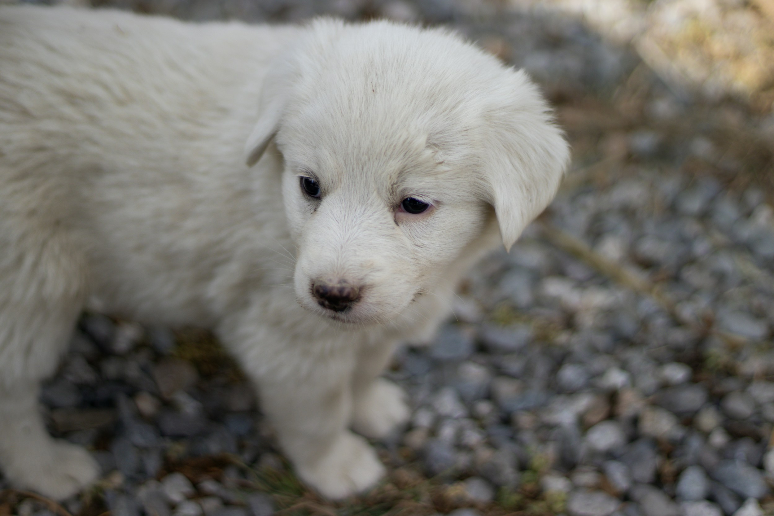 stat-image-dog